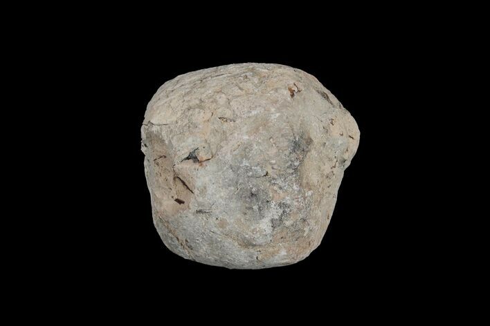 Cretaceous Fish Coprolite (Fossil Poop) - Kansas #216469
